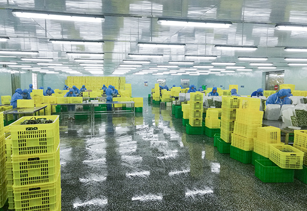 100 % frisch gefrorene Knoblauchp&uuml;ree-Pellets