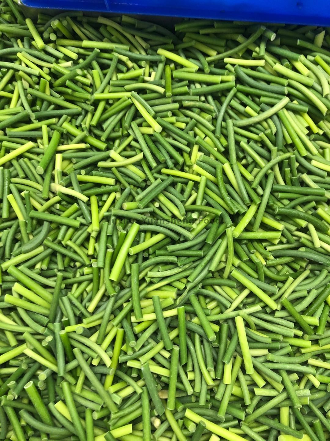 Knoblauchsprossen