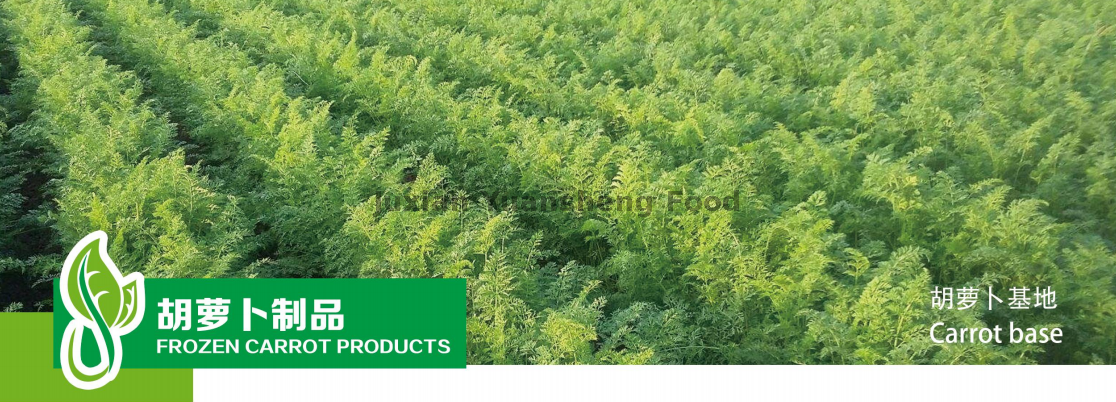 Karottenbasis
