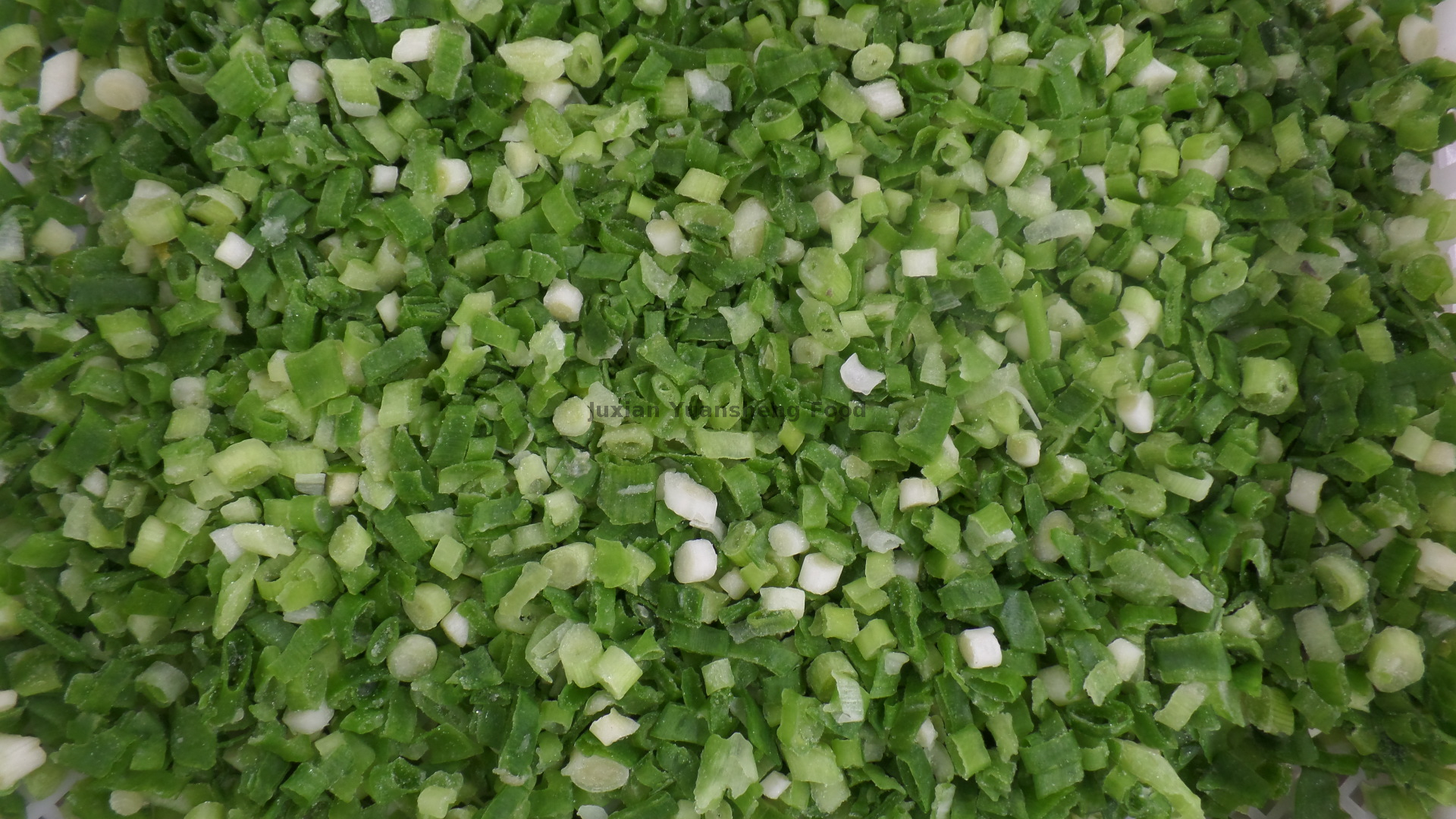 Fr&uuml;hlingszwiebel (10)