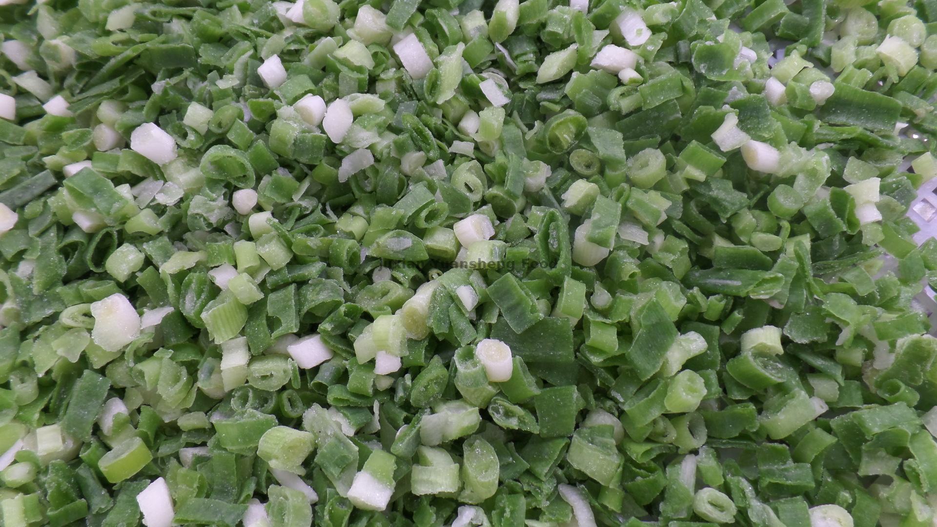 Fr&uuml;hlingszwiebel (8)